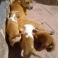 Xena, Axl, Perla y Dama (7 marzo)